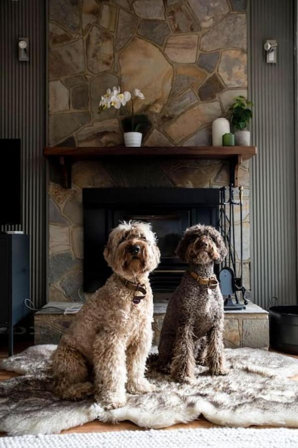 Holiday home Very Cool Mid Century, Pet Friendly Urban Oasis