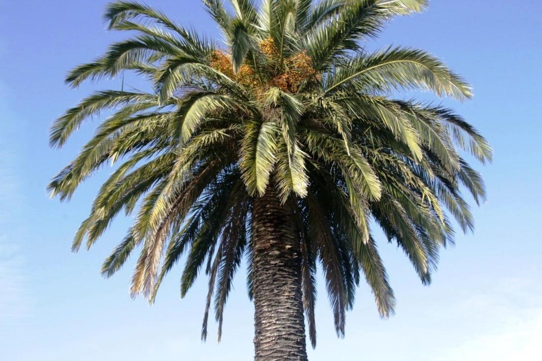 Golden Palms Motel