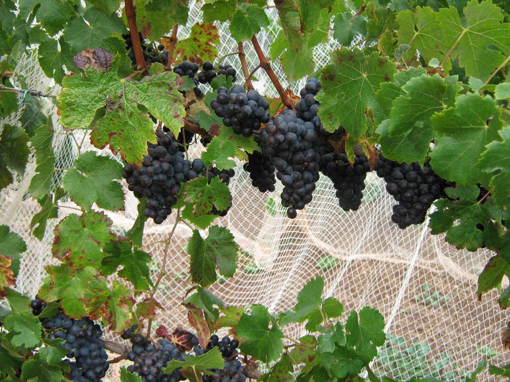 Waybourne- Vineyard And Winery Geelong